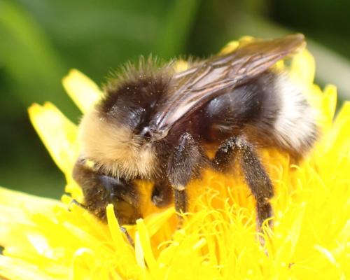 Réf. 293 684 : Bombus (norvegicus-sylvestris)